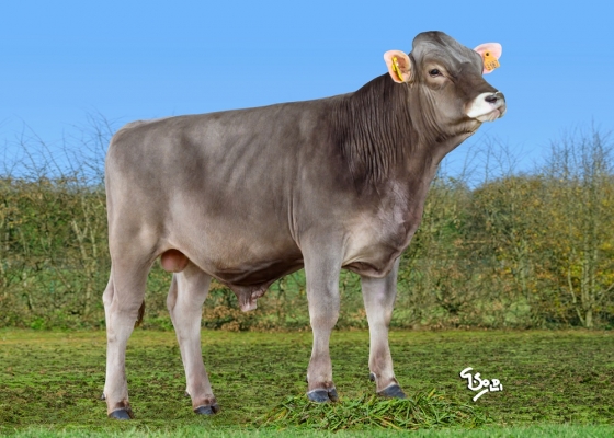 Agrandir l'image